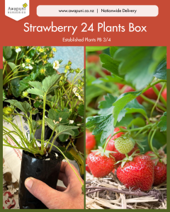 Strawberry 24 Plants Box